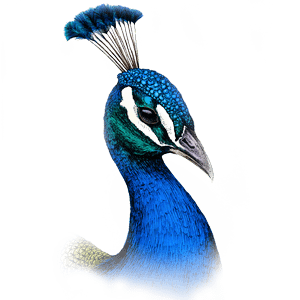 peacock persona