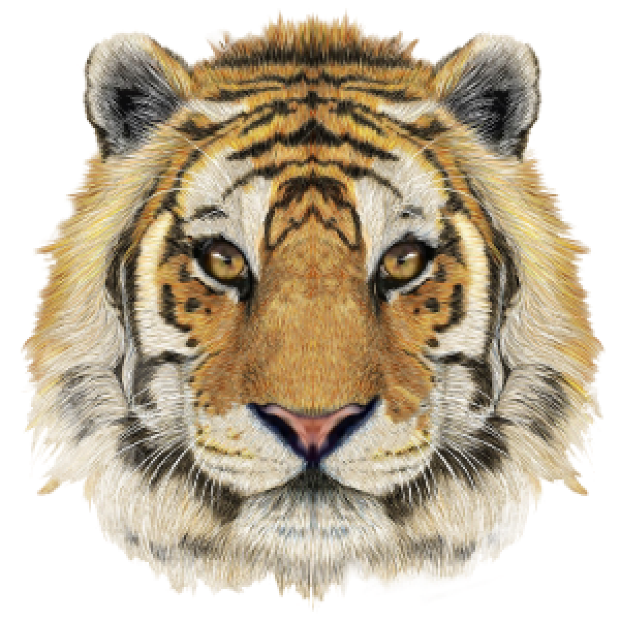 tiger persona